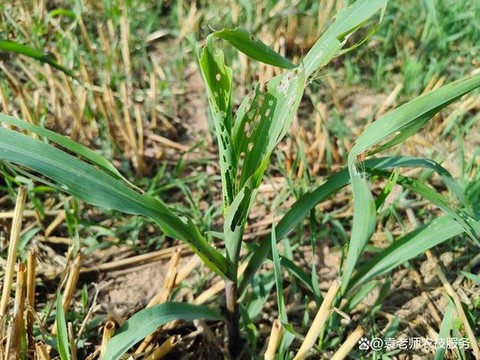 天龙八部玉米又称什么[图1]