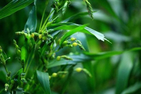 天龙八部玉米又称什么[图2]